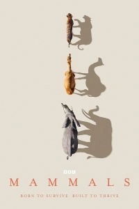 Млекопитающие